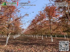 美國紅楓