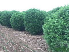 大葉黃楊球