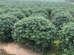 無(wú)刺枸骨球