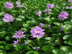 水葫蘆