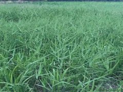 蘆葦