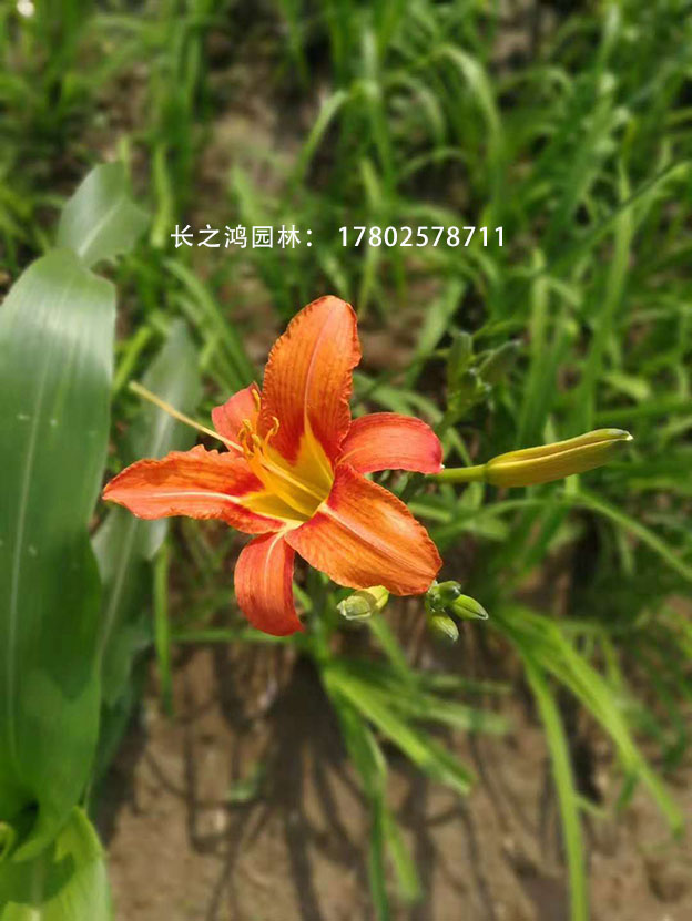 大花萱草的播種方法都有哪些？