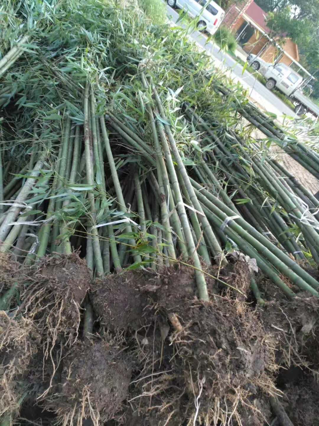 富貴竹如何修剪？富貴竹的修剪方法