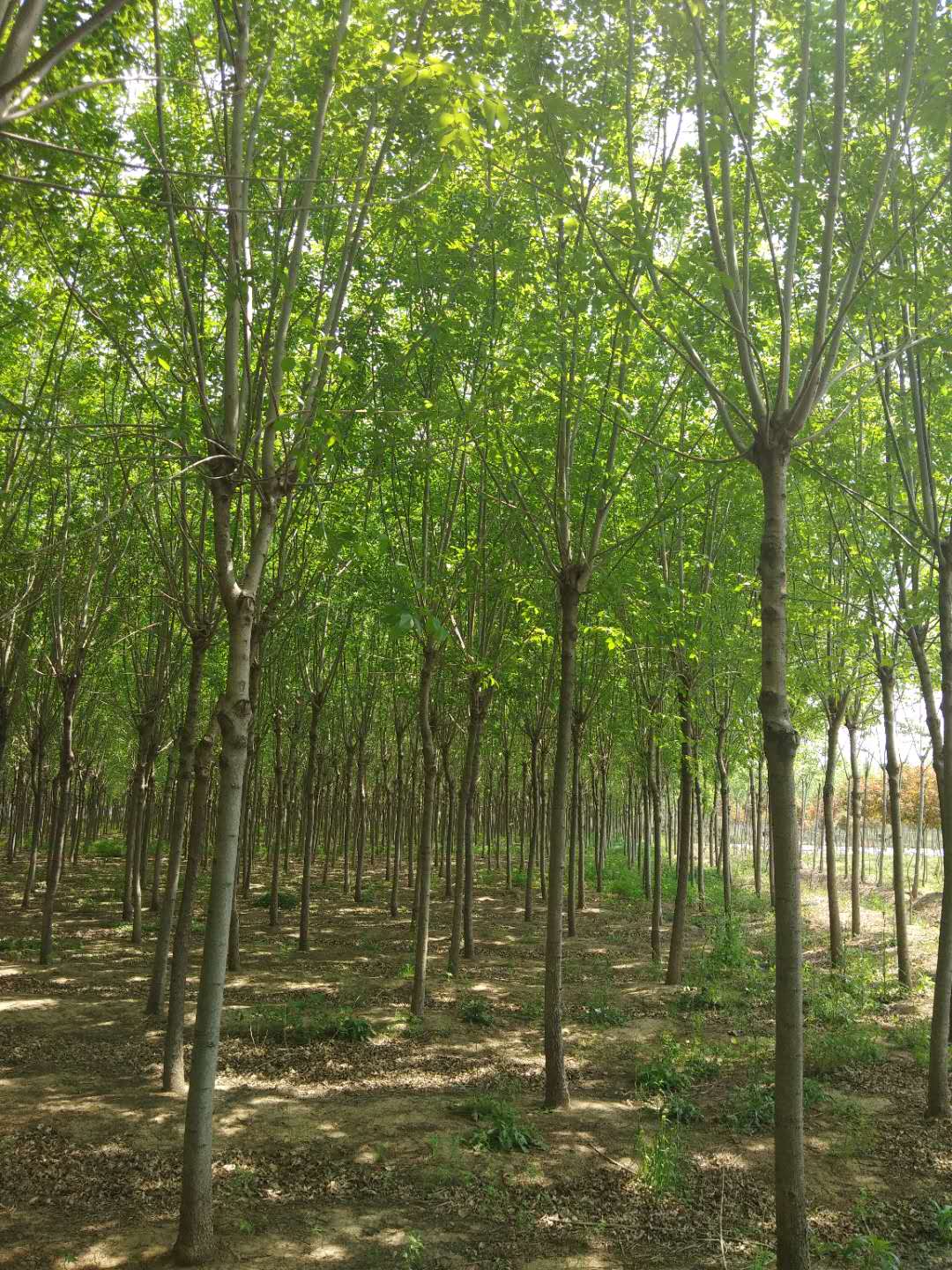 白蠟盆景養(yǎng)殖方法 白蠟盆景養(yǎng)護(hù)方法