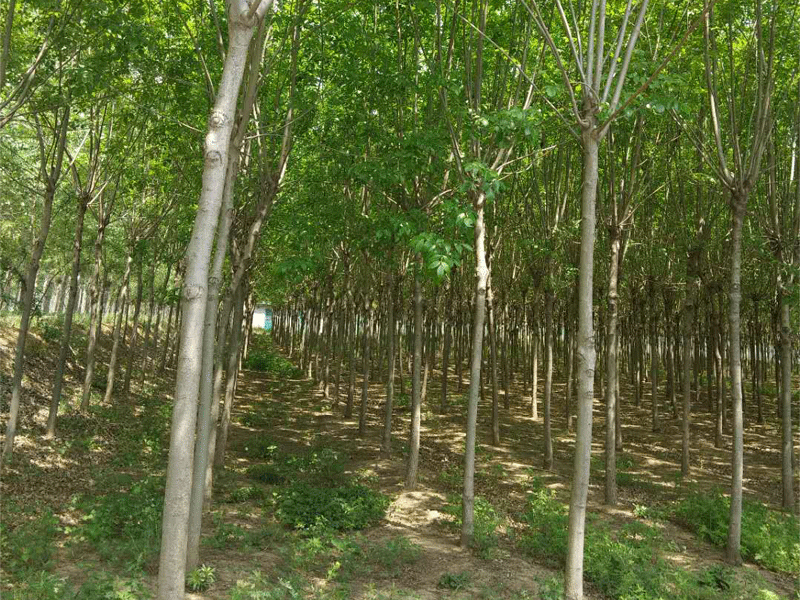 白蠟盆景養(yǎng)殖方法 白蠟盆景養(yǎng)護(hù)方法