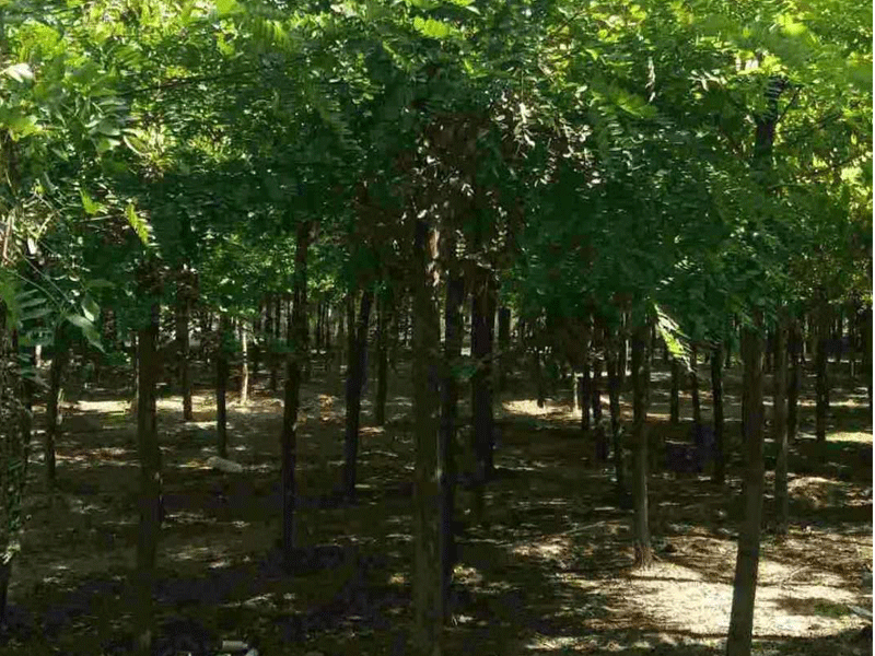 刺槐樹如何培育？刺槐樹田間管理