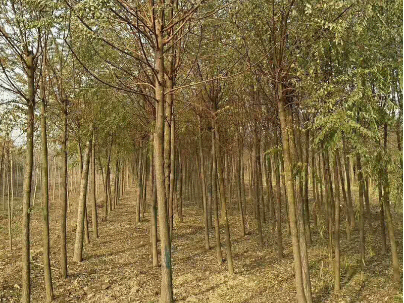刺槐樹如何培育？刺槐樹田間管理