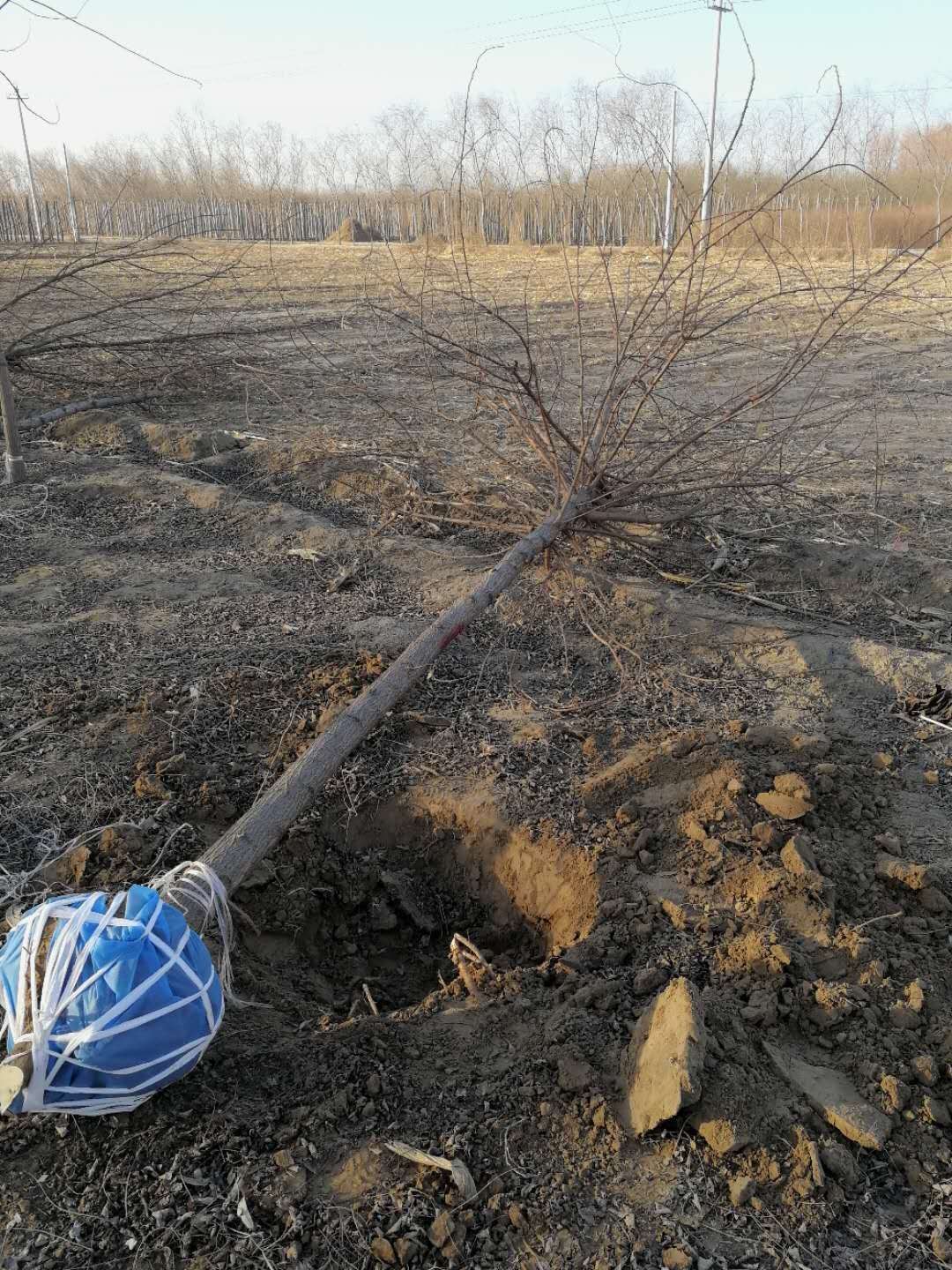 刺槐樹如何培育？刺槐樹田間管理