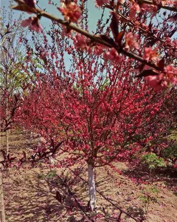 紅葉碧桃花期多長時間