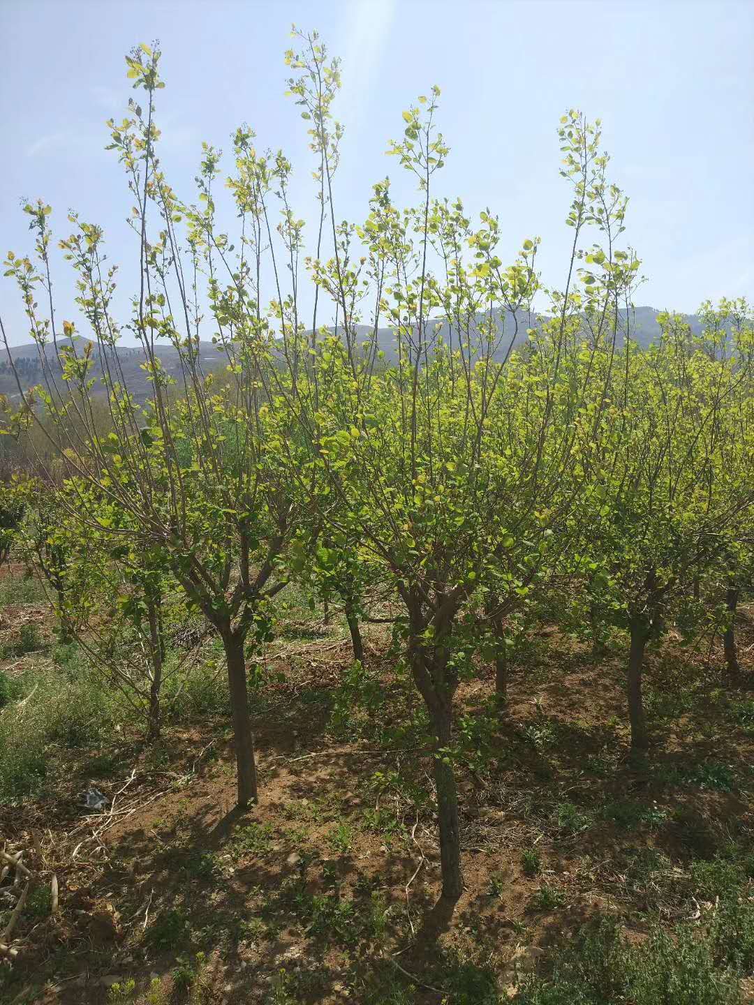 黃櫨樹(shù)有哪些特點(diǎn)？我們一起來(lái)看看