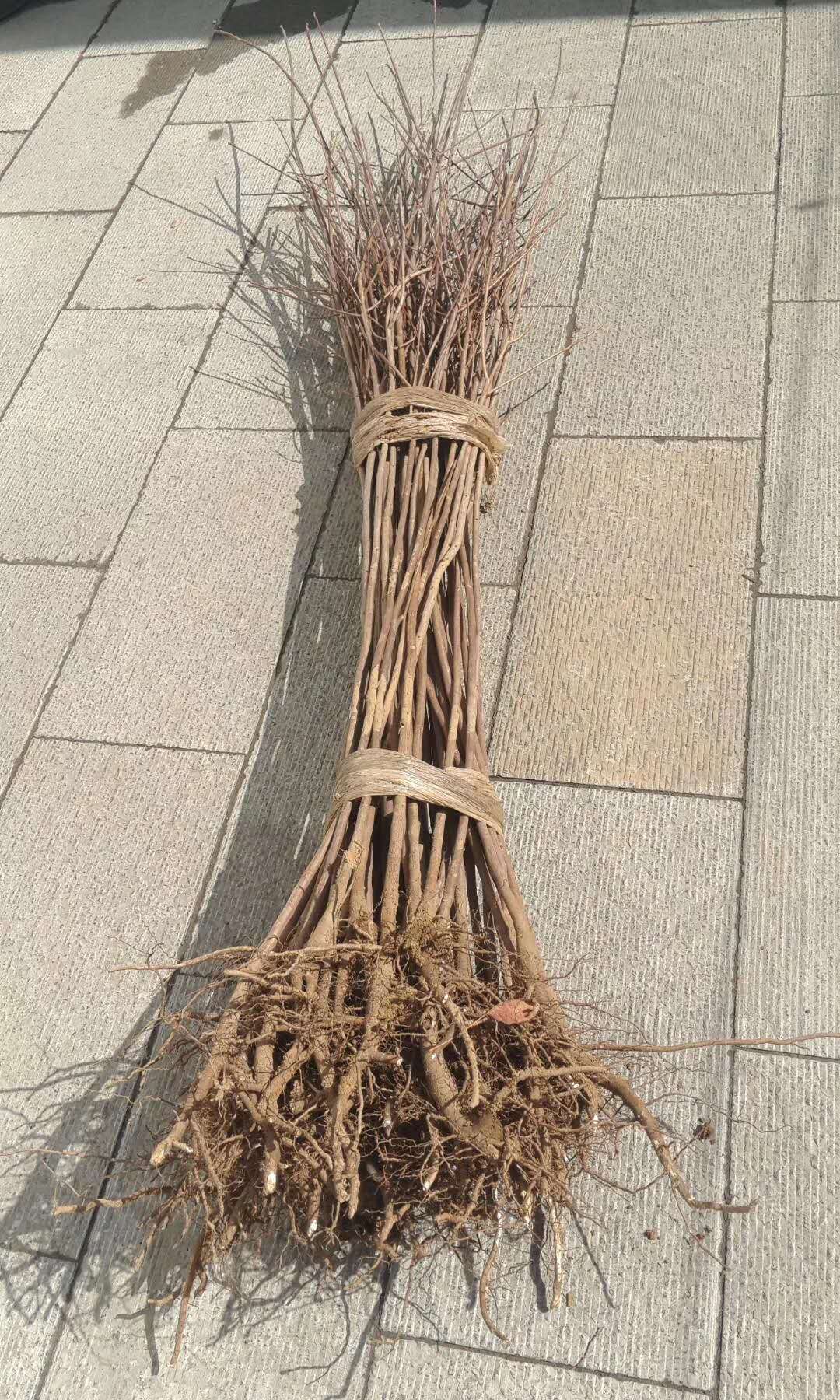 黃櫨樹(shù)有哪些特點(diǎn)？我們一起來(lái)看看