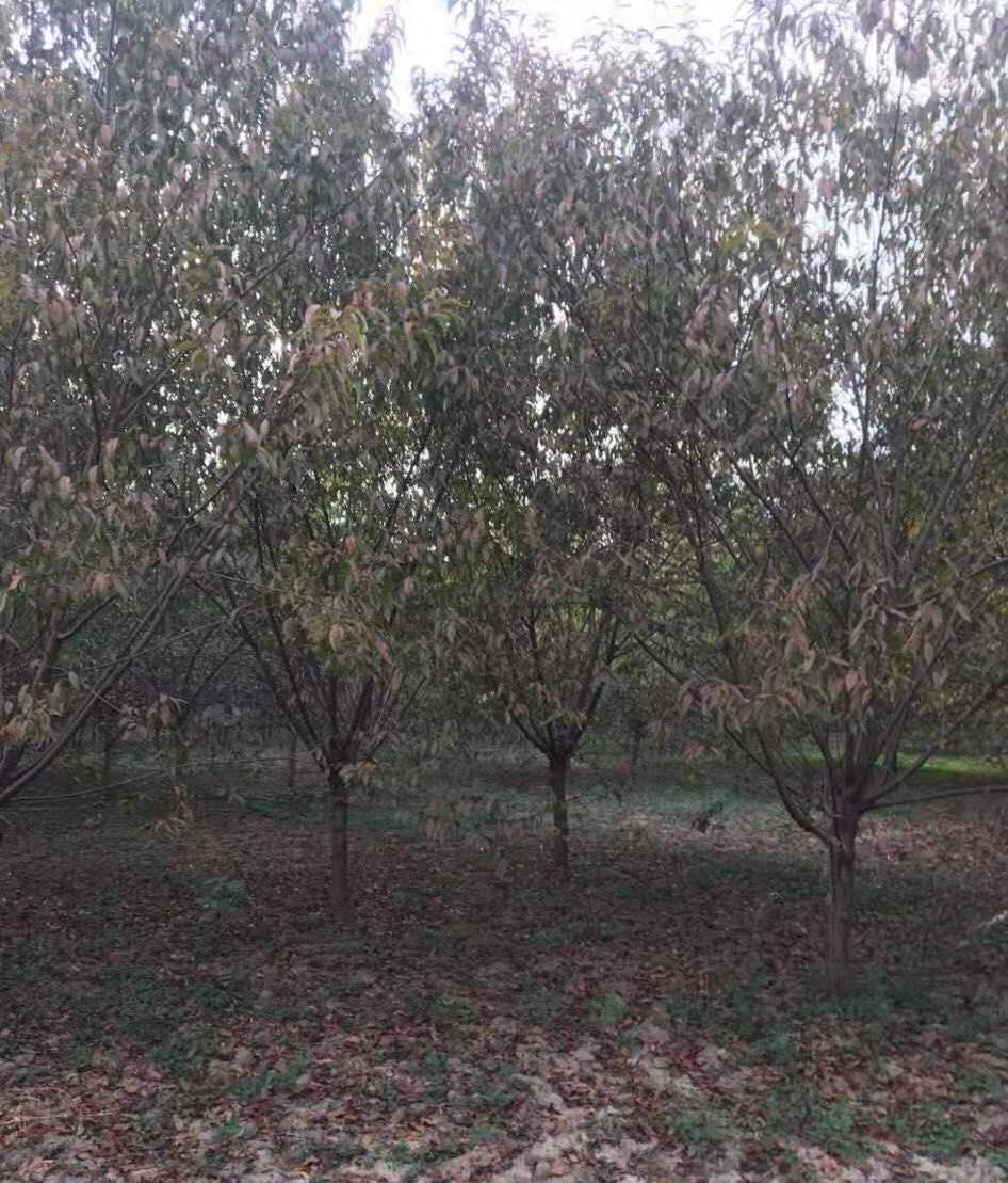 紅葉碧桃種植方法有哪些？