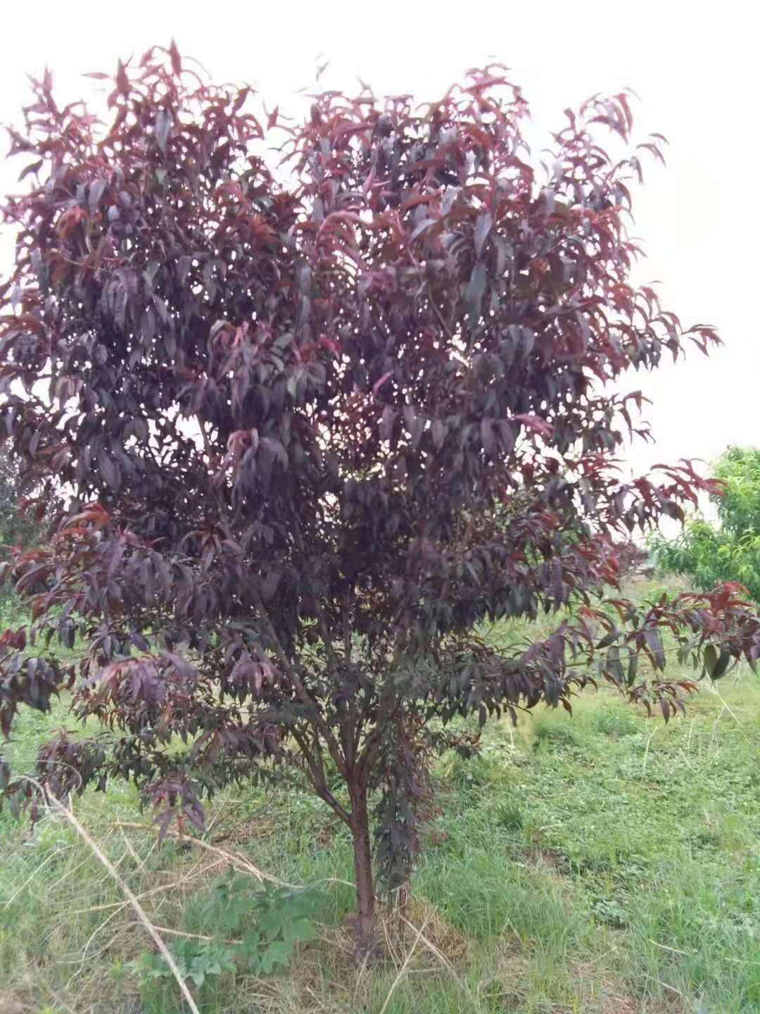 紅葉碧桃種植方法有哪些？