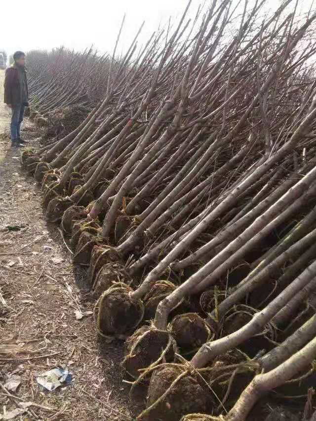 紅葉碧桃種植方法有哪些？
