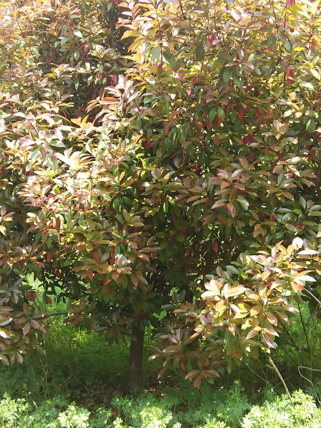 歐石楠好不好養(yǎng)？歐石楠的種植有哪些要求