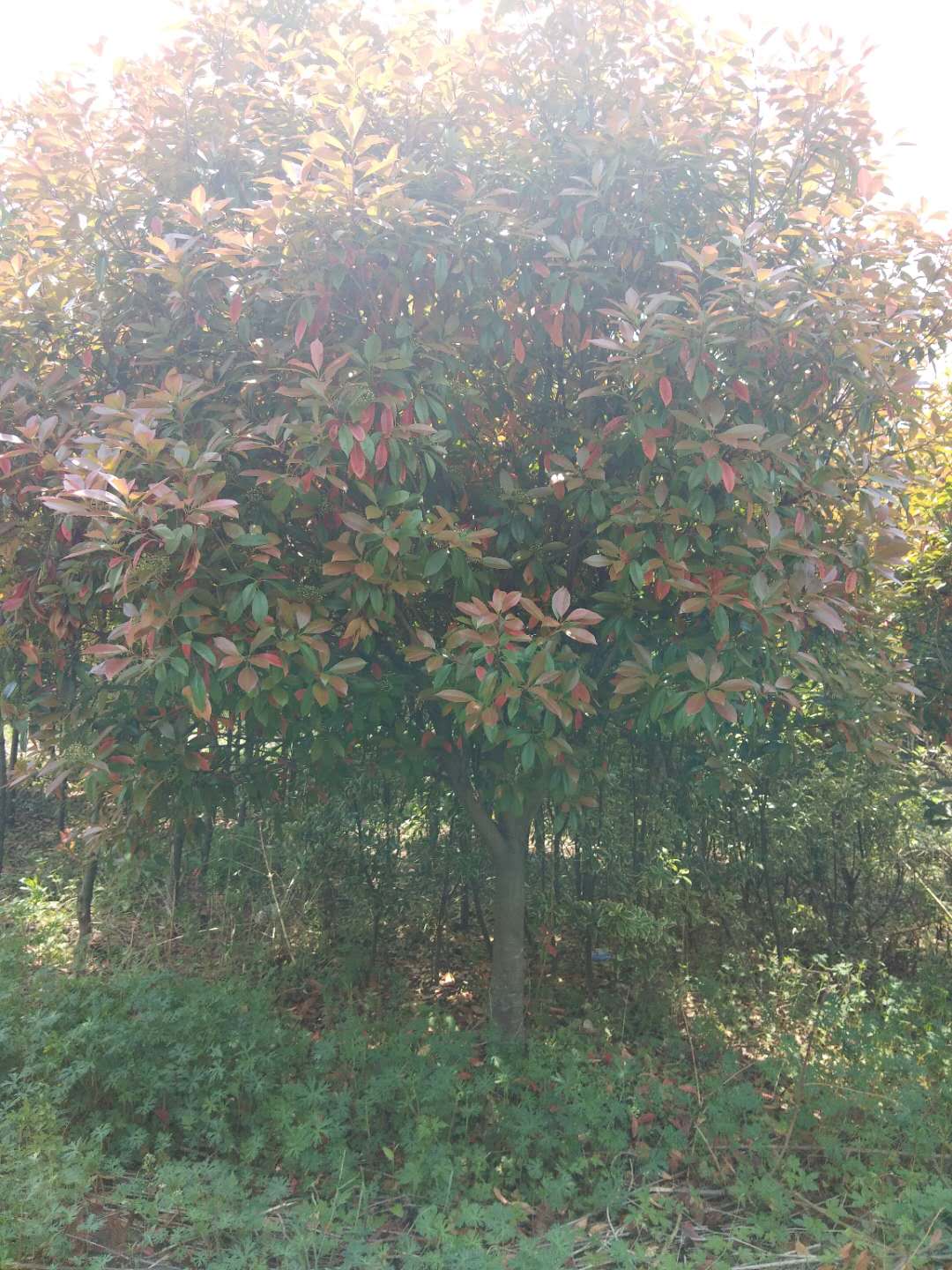 歐石楠好不好養(yǎng)？歐石楠的種植有哪些要求