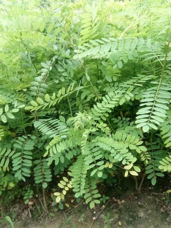 紫穗槐種子種植方法有哪些？