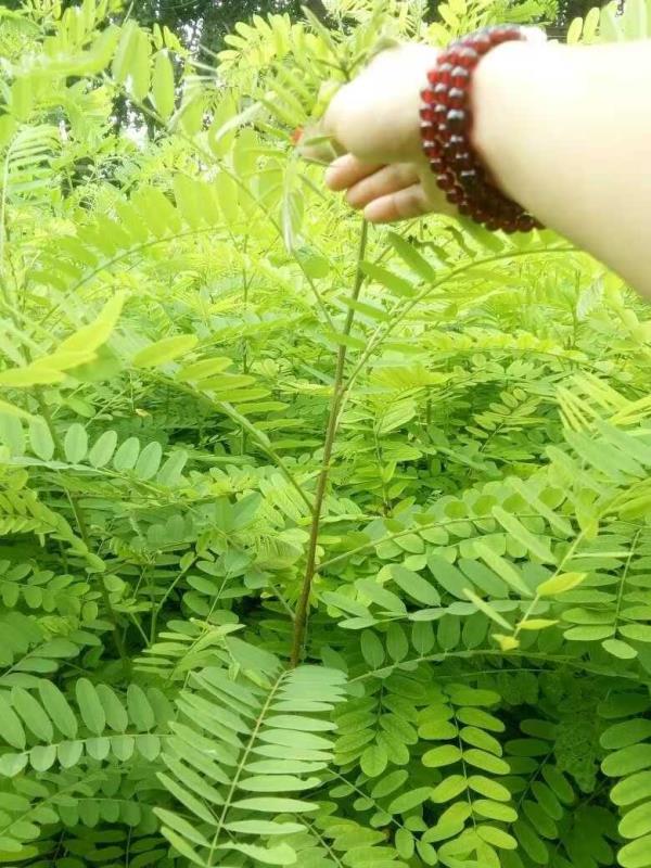 紫穗槐種子種植方法有哪些？