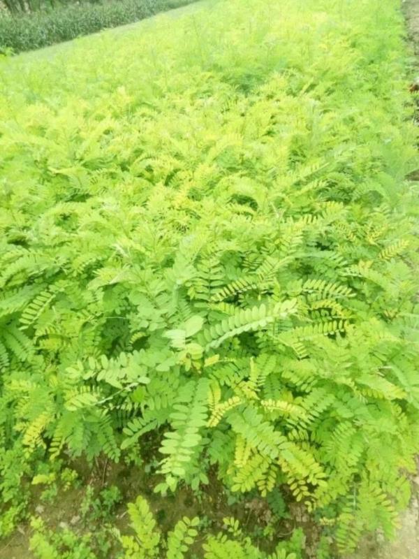 紫穗槐種子種植方法有哪些？