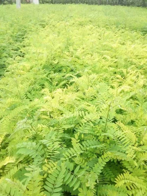 紫穗槐種植技術(shù)與管理要注意哪些細(xì)節(jié)