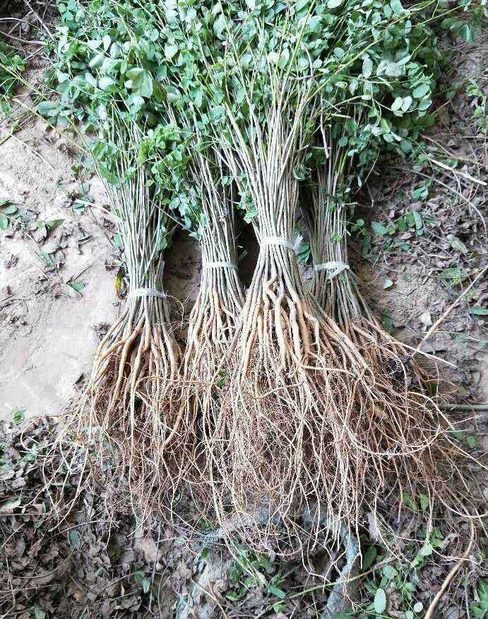 紫穗槐種植技術(shù)與管理要注意哪些細(xì)節(jié)