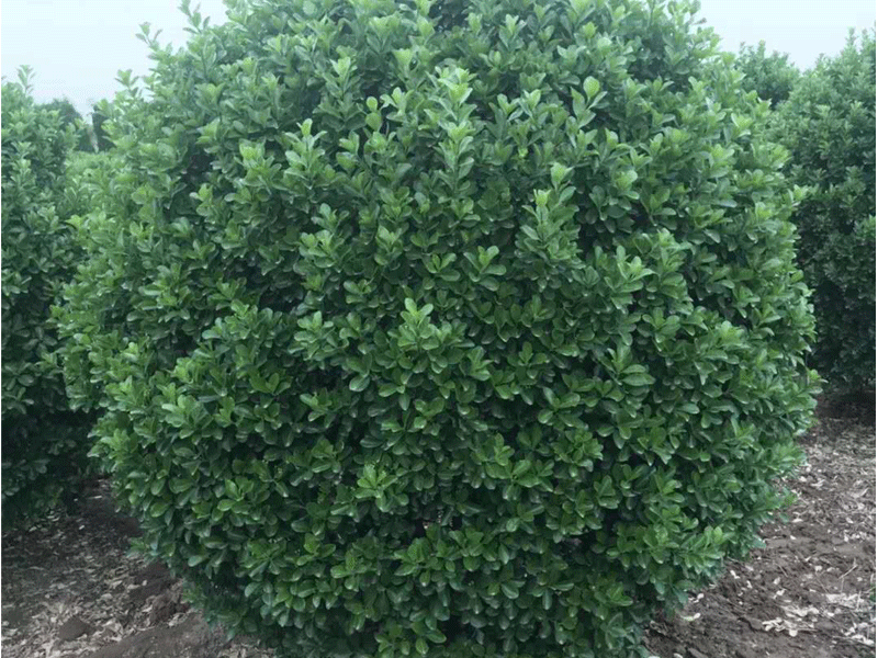 大葉黃楊球的栽培方法-種植大葉黃楊球竅門介紹