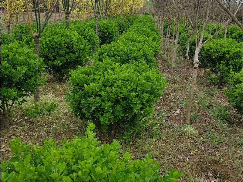 大葉黃楊球的栽培方法-種植大葉黃楊球竅門介紹