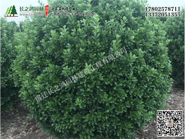 紅葉石楠球有哪些特點(diǎn)？