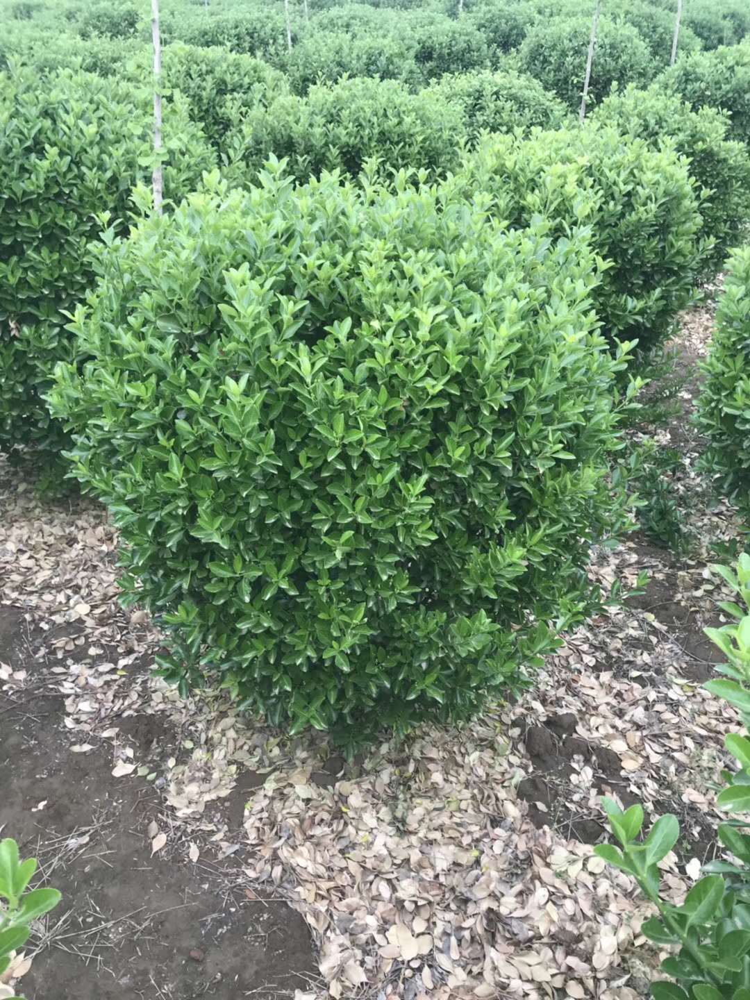 大葉黃楊球怎么種植？大葉黃楊栽培技術(shù)分享