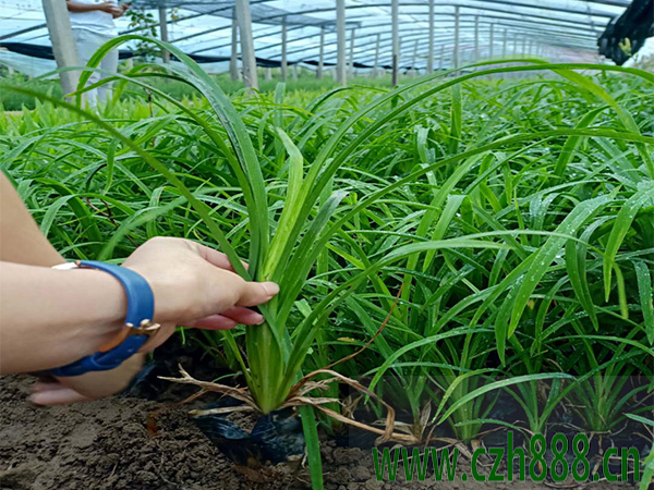 大花萱草如何養(yǎng)才好？培育大花萱草的注意事項(xiàng)介紹