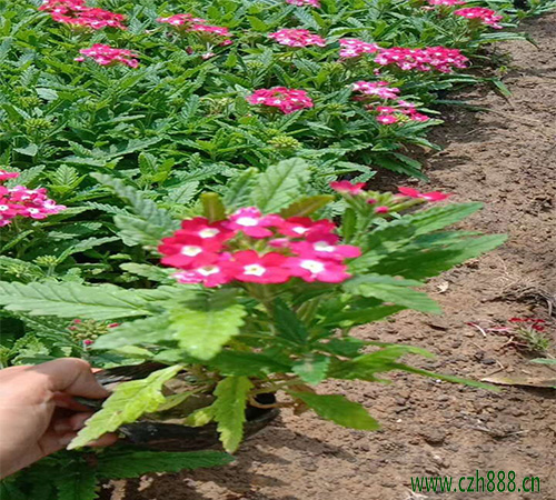 美女櫻種子的養(yǎng)殖方法有哪些？
