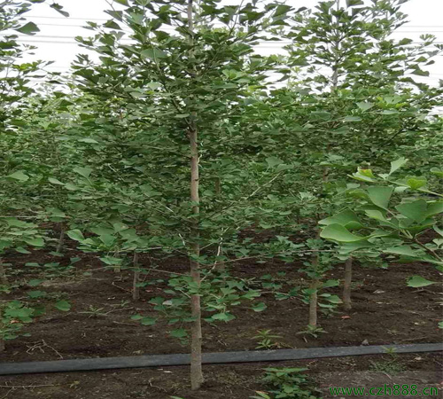 銀杏樹種子如何發(fā)芽？