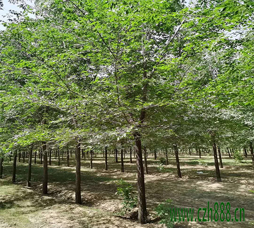 水杉樹(shù)如何種植 水杉種植方法與技巧)
