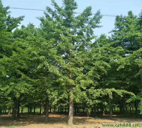銀杏樹的種植管理 銀杏樹的嫁接與管理