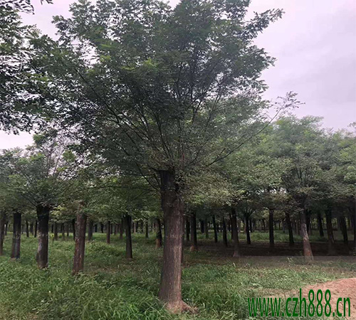 國(guó)槐如何修剪 國(guó)槐修剪方法詳解