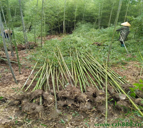 剛竹如何種植 剛竹種植方法和管理