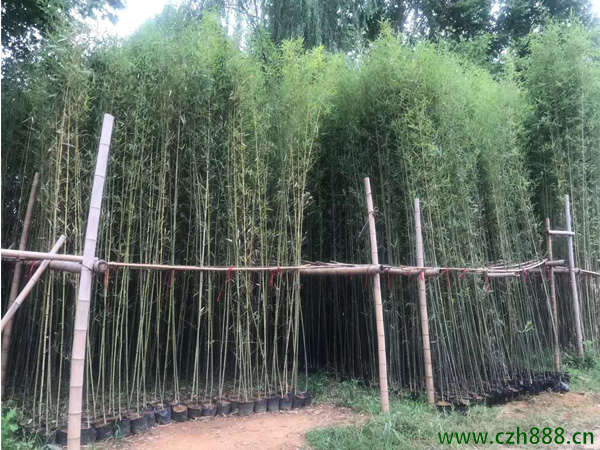 剛竹如何種植 剛竹種植方法和管理