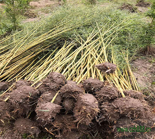毛竹種植時間 毛竹培育技巧