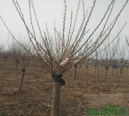 紅梅的花期和四季如何養(yǎng)護(hù)