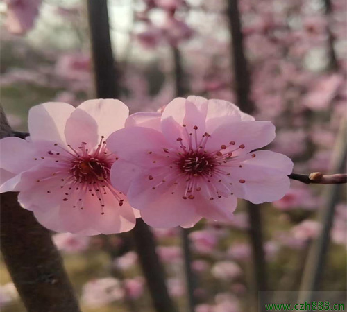 美人梅的盆栽技能和培養(yǎng)方法