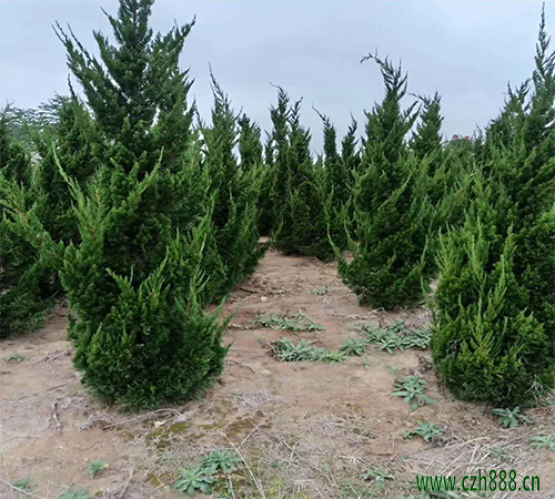 龍柏的維護技巧 龍柏盆景如何造型
