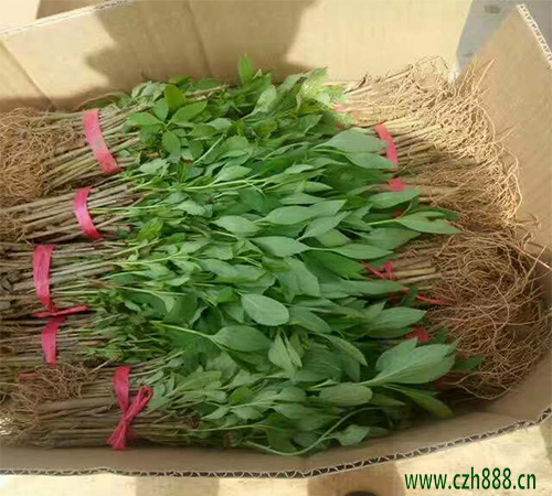 黃刺玫是什么植物？ 黃刺玫的養(yǎng)護(hù)妙招