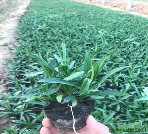 荷蘭菊的種植方法和技術(shù)分享
