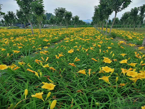 萱草如何養(yǎng)殖？金娃娃萱草的種植方法介紹