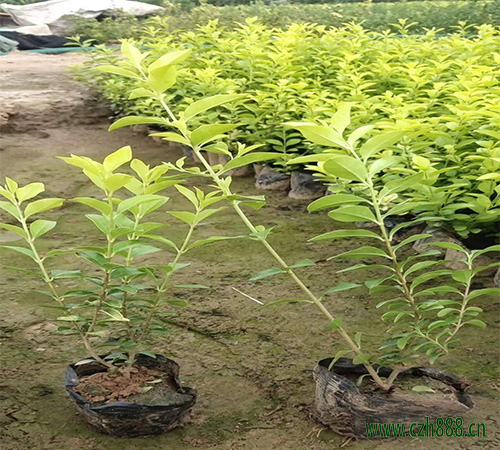 金葉女貞的用途和特點(diǎn) 金葉女貞的園林用主要在哪里？