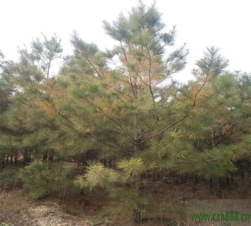 馬尾松怎么培育？馬尾松培育技術(shù)詳解