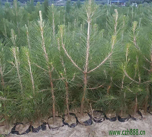 馬尾松幼苗種植方法 馬尾松栽培技術(shù)