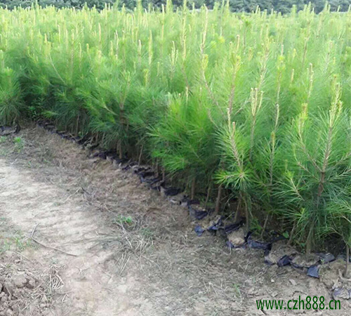 馬尾松幼苗種植方法 馬尾松栽培技術(shù)