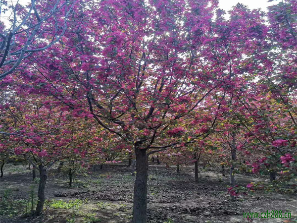 紅寶石海棠種植方法 紅寶石海棠的養(yǎng)護(hù)竅門
