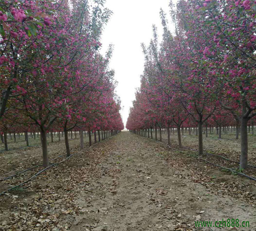 紅寶石海棠種植方法 紅寶石海棠的養(yǎng)護(hù)竅門